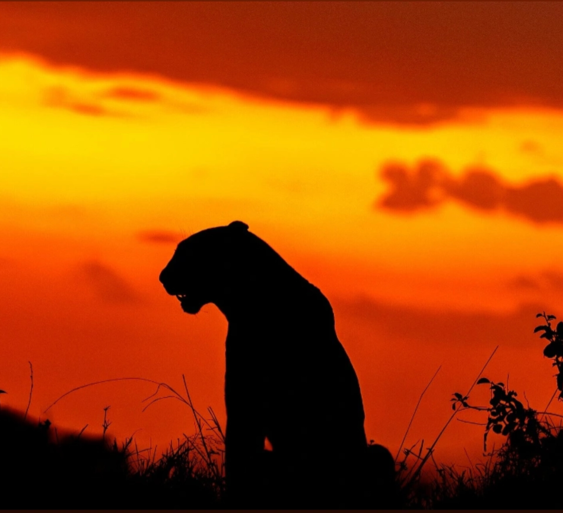 254 Kenya Safaris Logo