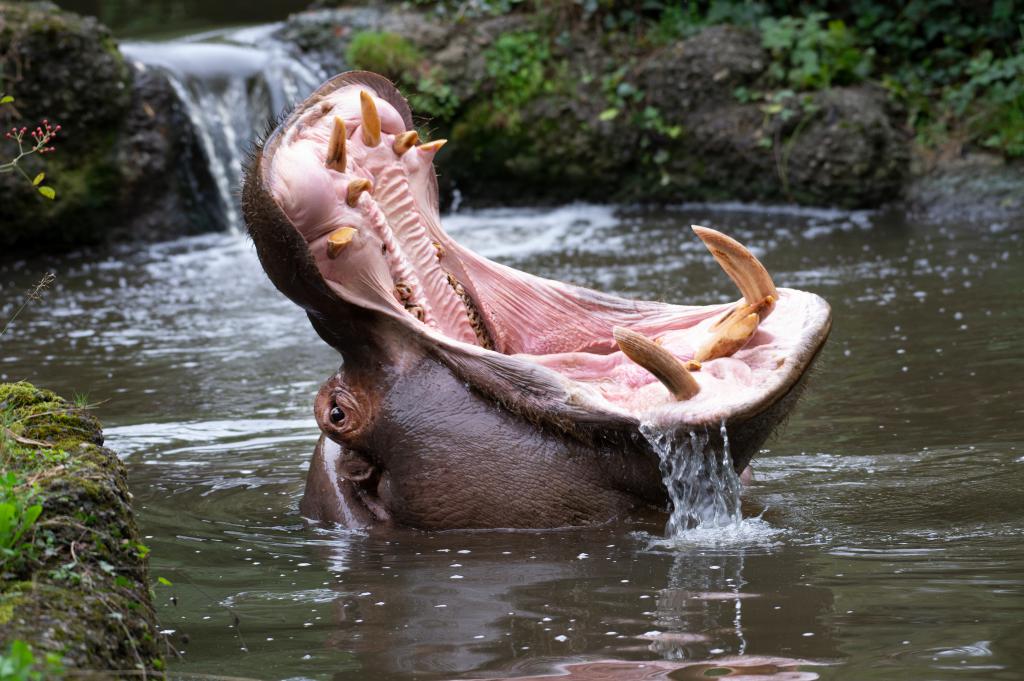 the hippopotamus