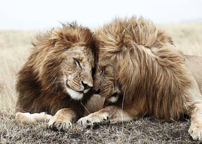 The lion Brothers