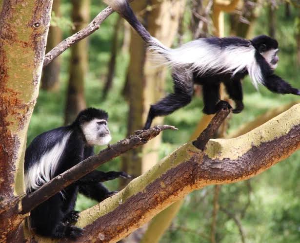 callobus monkey