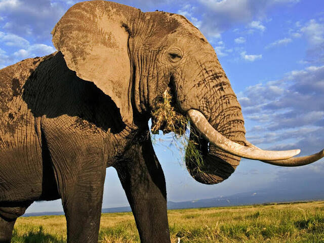 The African Elephant