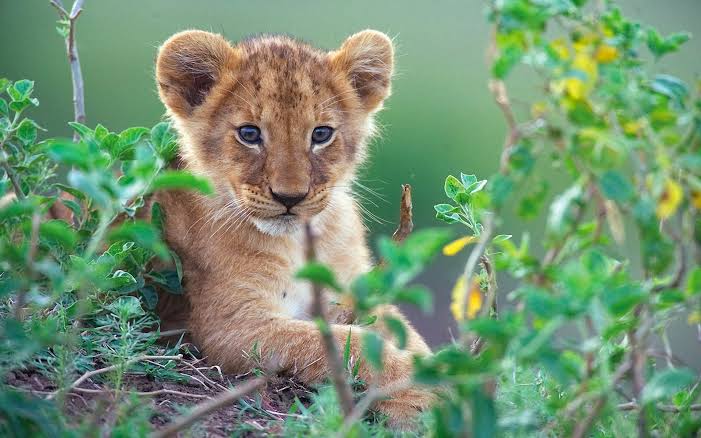 The lion cub