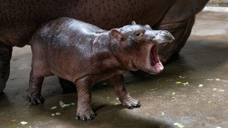 baby hippo