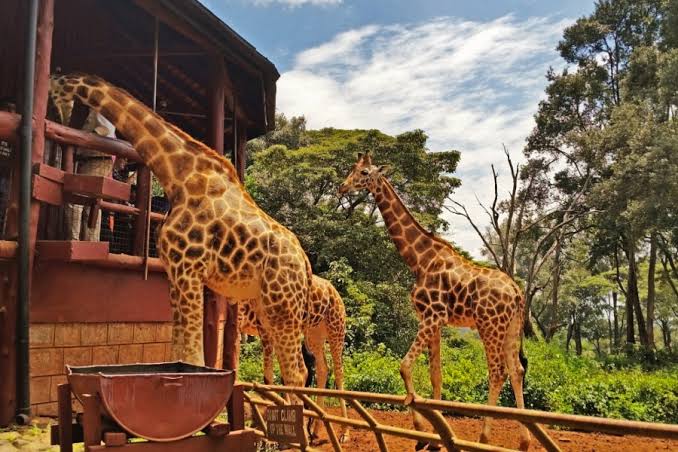 giraffe center