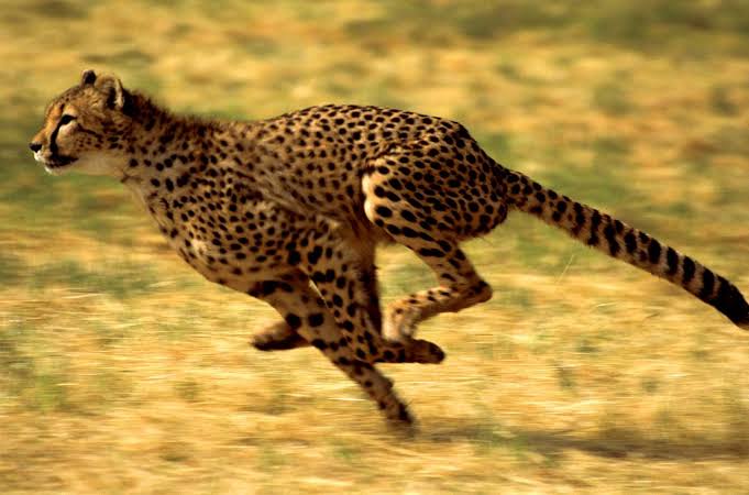 parent cheetah