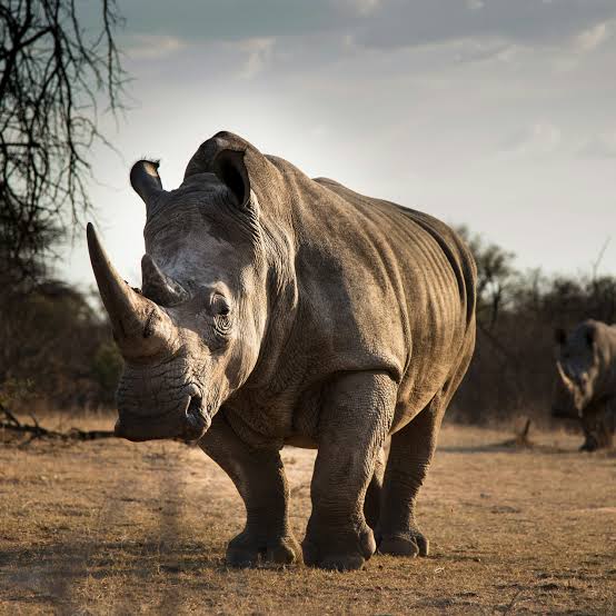 White Rhino